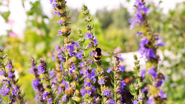 Bee flower field purple bokeh free wallpaper - medium preview image
