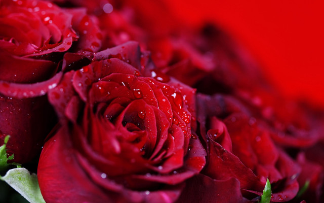 Red roses water droplets macro #3 free wallpaper - medium preview image