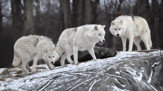 White wolves snowy hills woods free wallpaper - medium preview image