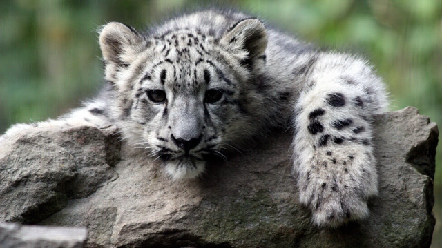 Snow leopard rock forest blurry free wallpaper - medium preview image