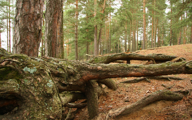 Fallen tree forest trail hill free wallpaper - medium preview image