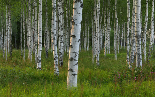 Grove trees grassy area bear free wallpaper - medium preview image
