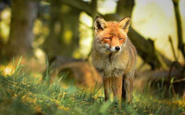 Red fox grassy trees bokeh free wallpaper - medium preview image