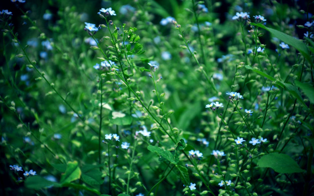 Blue flowers green leaves shallow #2 free wallpaper - medium preview image