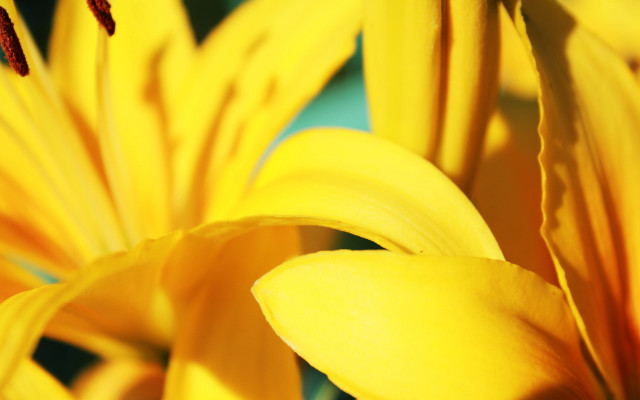 Yellow flower blue background red free wallpaper - medium preview image