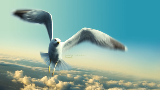 Bird flying clouds blue sky #2 free wallpaper - medium preview image