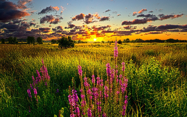 Purple flowers sunset clouds trees free wallpaper - medium preview image