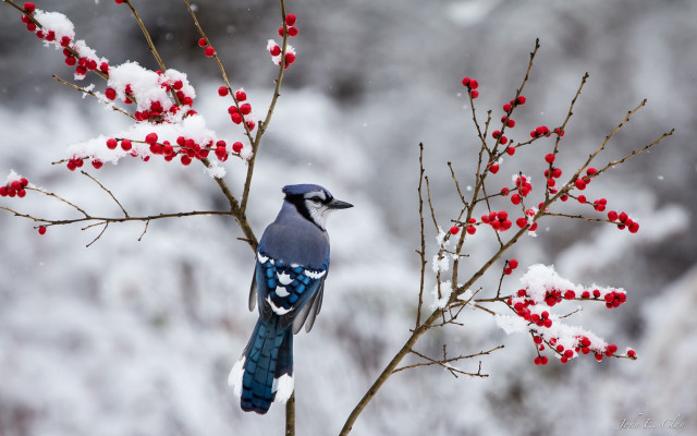 Blue bird branch berries snow free wallpaper - medium preview image