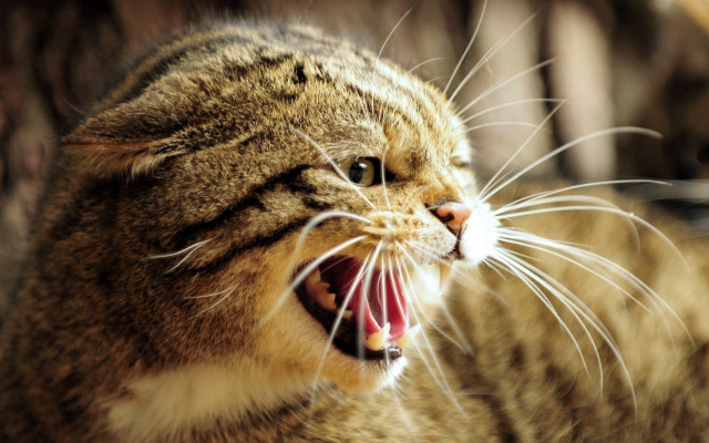Cat wide open mouth sharp free wallpaper - medium preview image