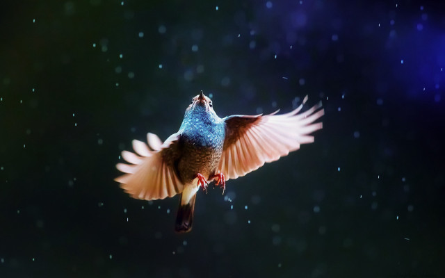 Bird owl night sky star free wallpaper - medium preview image