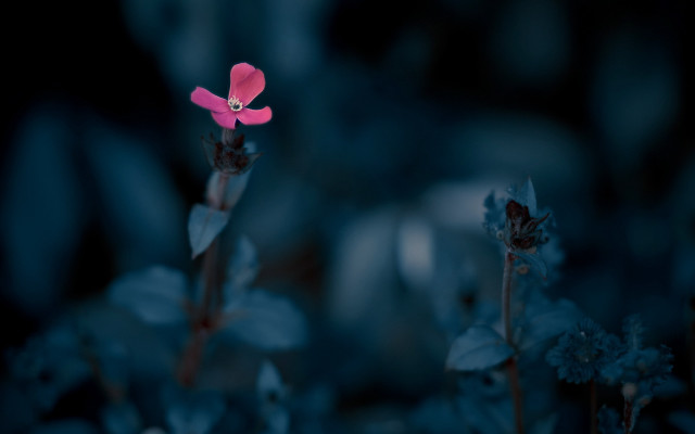 Pink flower dark room blue free wallpaper - medium preview image