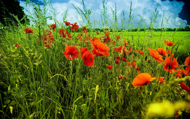 Red flower field blue sky free wallpaper - medium preview image