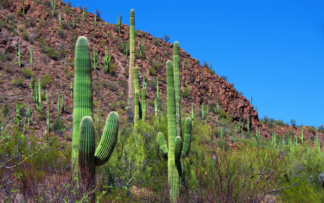 Large green cactus mountain sky free wallpaper - medium preview image