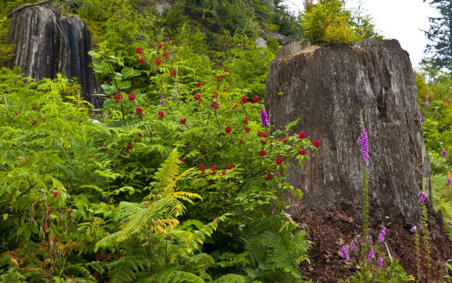 Tree stump flower garden forest free wallpaper - medium preview image
