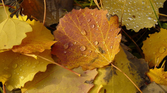 Leaf water droplets autumn macro #5 free wallpaper - medium preview image
