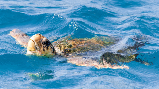 Turtle ocean swimming bubble caustics free wallpaper - medium preview image