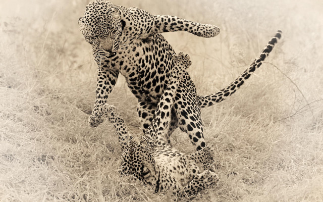 Mother leopard cubs wild sepia free wallpaper - medium preview image