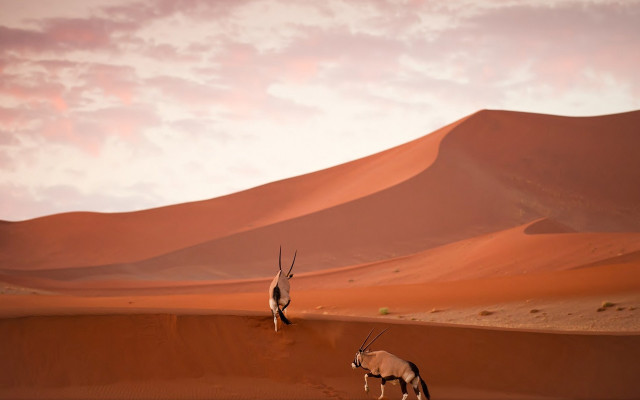 Desert antelope cloudy sky sunset free wallpaper - medium preview image
