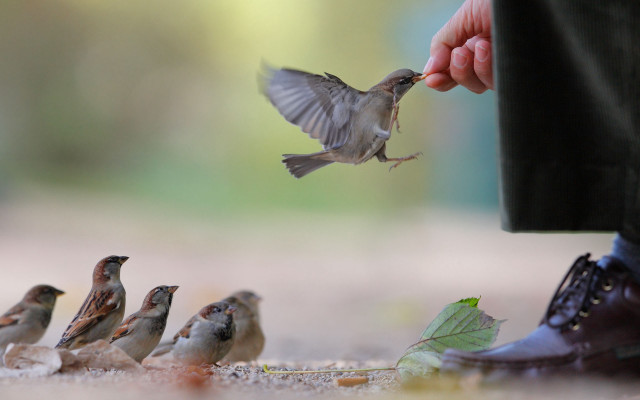 Feeding bird hand others leaf free wallpaper - medium preview image