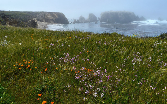 Wildflower ocean cliffs fog saturated free wallpaper - medium preview image