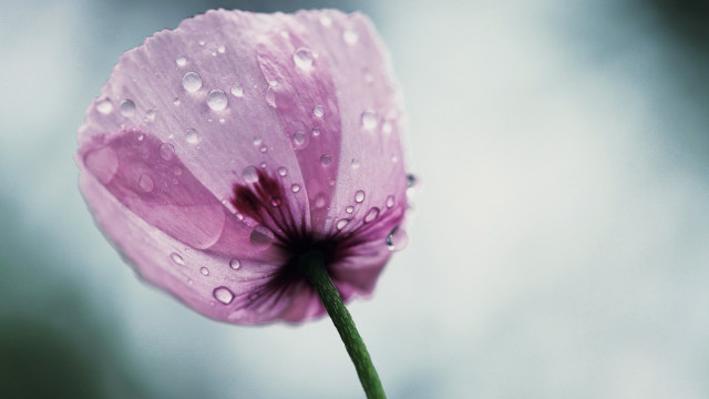 Pink flower water droplets macro #22 free wallpaper - medium preview image