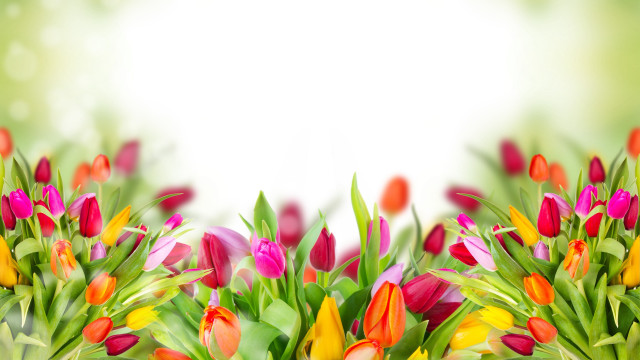 Flowers grass white background bouquet free wallpaper - medium preview image
