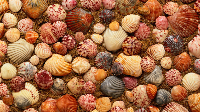 Colored shells beach brown sand free wallpaper - medium preview image