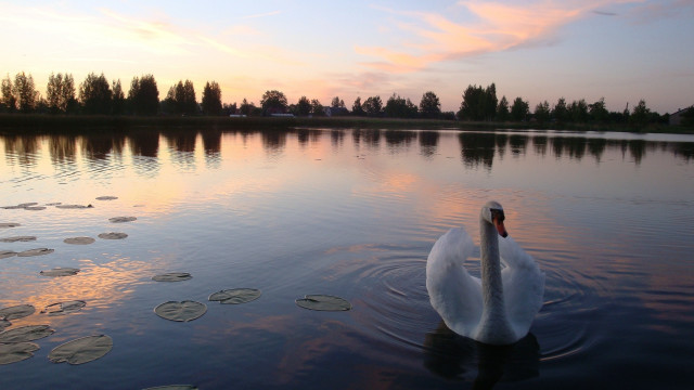 Swan water sunset pink sky free wallpaper - medium preview image