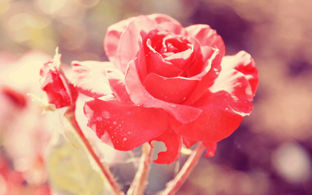 Red rose water droplets blurry free wallpaper - medium preview image
