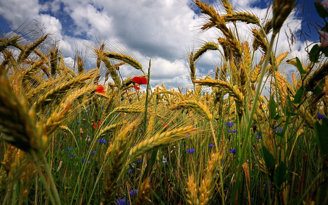 Wheat field red umbrella blue #2 free wallpaper - medium preview image