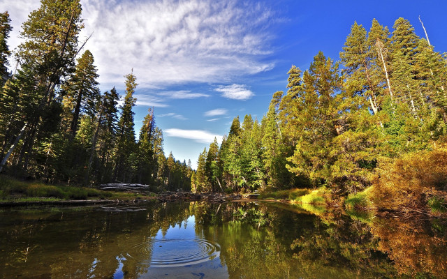 River forest trees blue sky free wallpaper - medium preview image