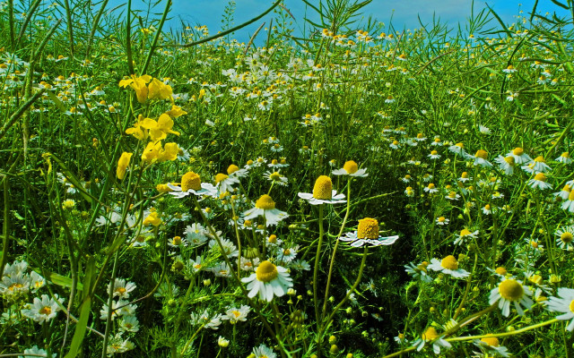 Wildflower field blue sky clouds free wallpaper - medium preview image