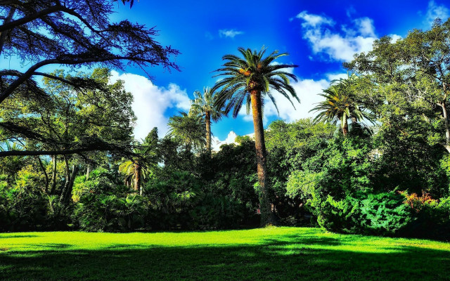 Palm tree grassy area cloudy free wallpaper - medium preview image
