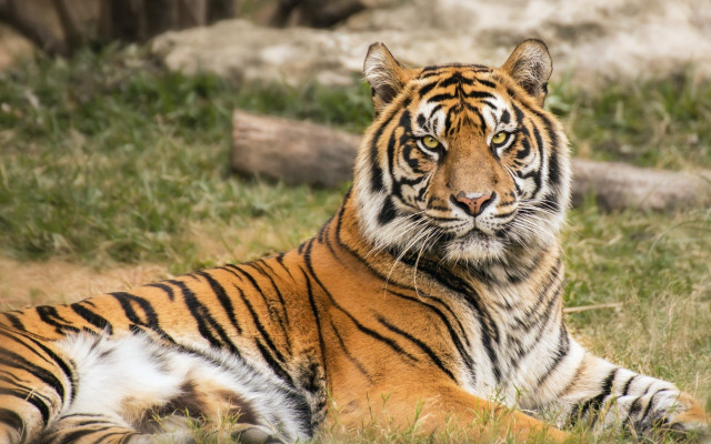Tiger grass rock tree nature free wallpaper - medium preview image