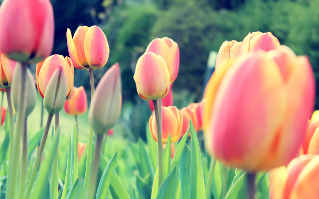 Pink tulips park scene bokeh free wallpaper - medium preview image