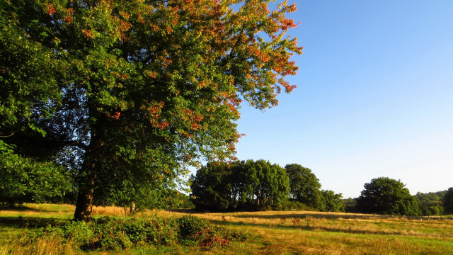 Autumn field tree blue sky free wallpaper - medium preview image