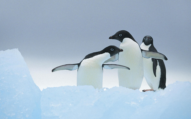 Penguins iceberg snow outdoors blue free wallpaper - medium preview image