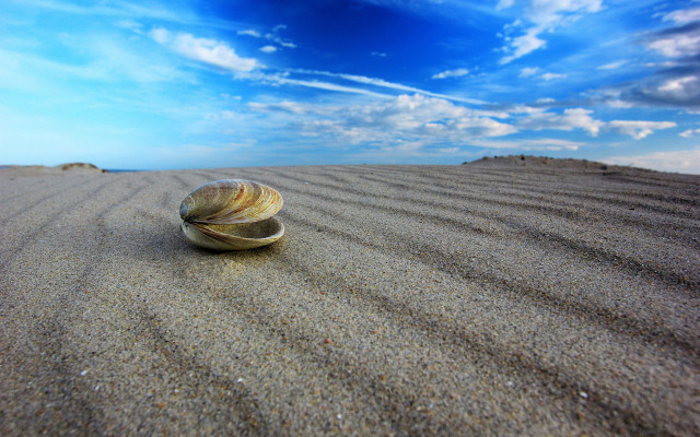 Shell sand beach blue sky free wallpaper - medium preview image