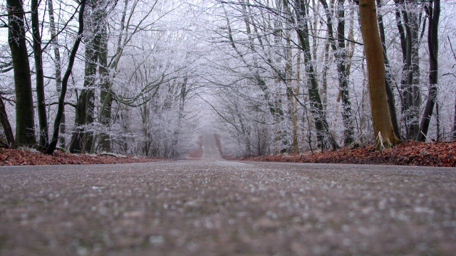 Forest road winter bare trees free wallpaper - medium preview image