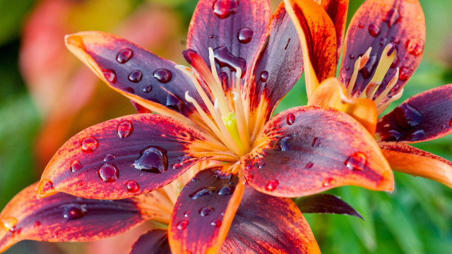 Flower water droplets macro blurry #14 free wallpaper - medium preview image