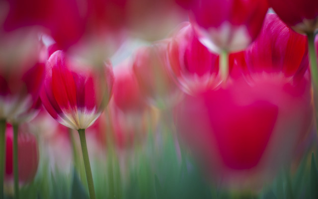 Pink flowers grass blurry impressionism free wallpaper - medium preview image