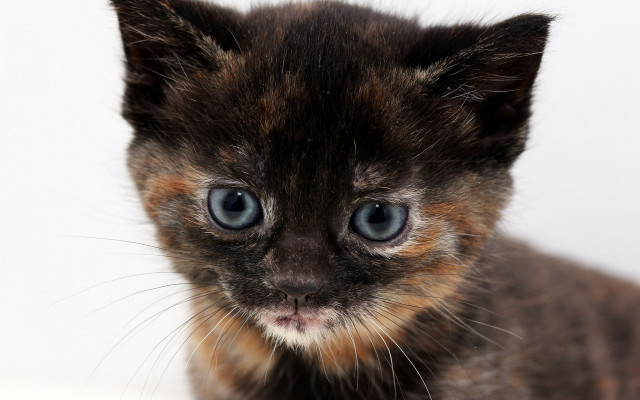 Small kitten blue eyes white free wallpaper - medium preview image