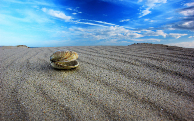 Shell beach blue sky clouds free wallpaper - medium preview image