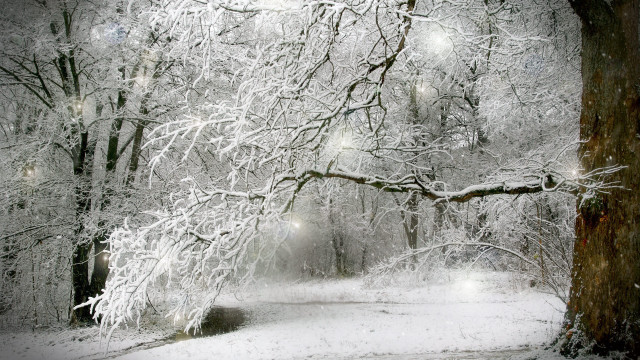 Snowy path tree bench lighttrail free wallpaper - medium preview image