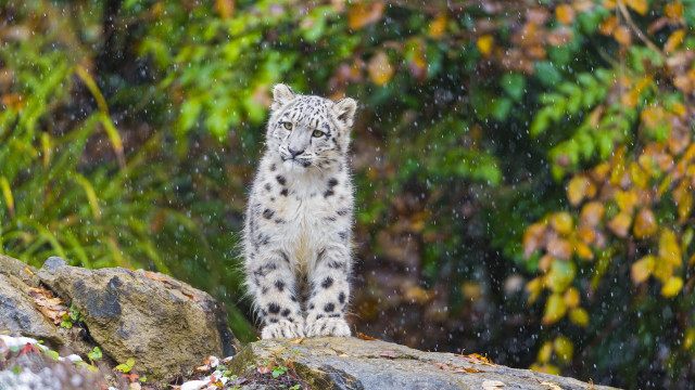Snow leopard rain forest christmas free wallpaper - medium preview image