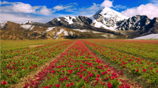 Flower field mountain sky bush #2 free wallpaper - medium preview image