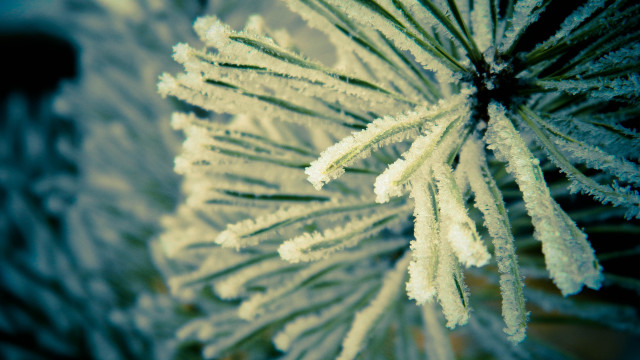 Pine frosted branch macro winter free wallpaper - medium preview image