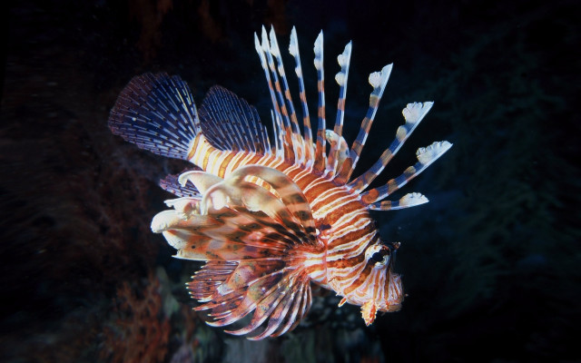 Lionfish coral reef night holography free wallpaper - medium preview image