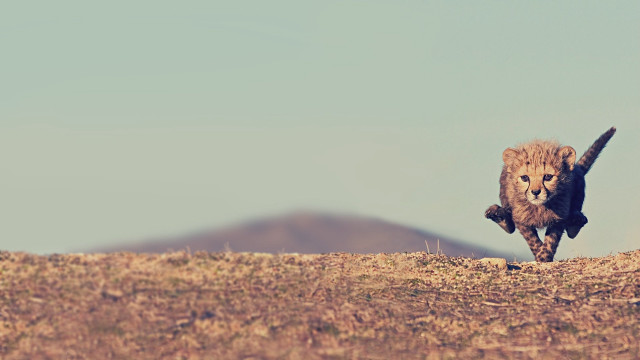 Cheetah drygrass mountains blue sky #2 free wallpaper - medium preview image