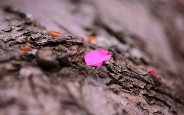 Pink flower on tree bark free wallpaper - medium preview image